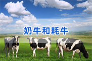 衢州牛类动物鉴定